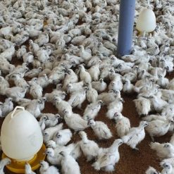 Gà ác Giống Trung Nam Vina Foods