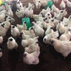 Trại gà ác hậu bị Trung Nam Vina Foods