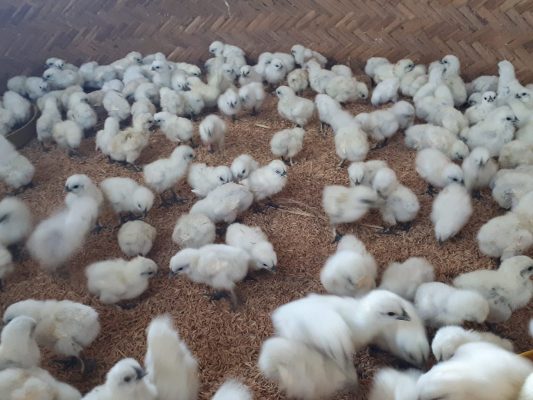 Gà ác Giống Trung Nam Vina Foods