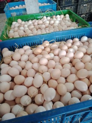 TRỨNG GÀ ÁC TRUNG NAM VINA FOODS