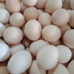 sỉ trứng gà ác Trung Nam Vina Foods